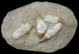 Four Rooted Mosasaur (Eremiasaurus) Teeth In Rock #60004-1